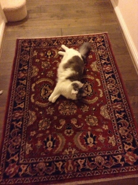 A (part) Turkish Van on a Turkish rug, waiting faithfully for us to come home.